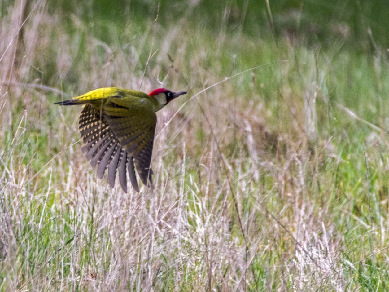Praktijk De Groene Vogel - Karen Geenen - Therapeut